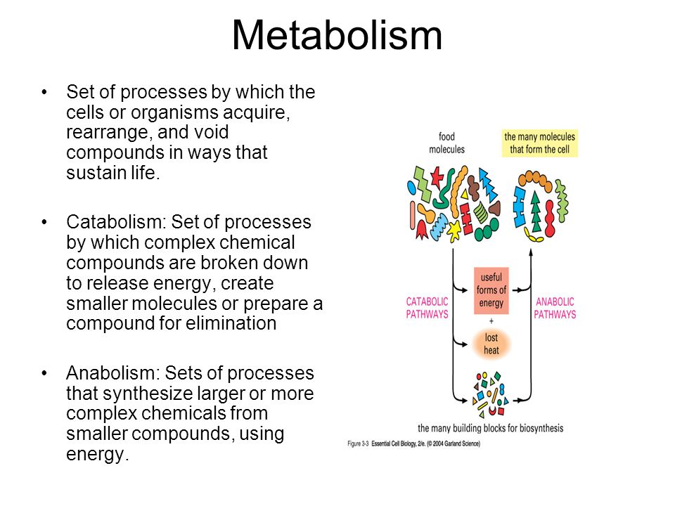 Chp 2 Molecules and Cells in Animal Physiology Read Chp 2 of the book Use  the notes for Human Physiology We will see metabolism and the enzymes in  more. - ppt download
