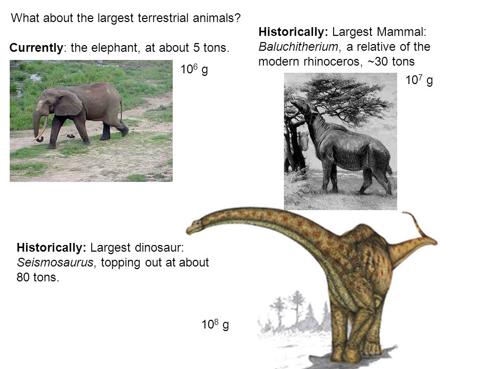 What's the worlds largest known living organism? Smallest? Blue whale = 100  tons 10 8 g Mycoplasma weighs <  pg g Largest Organism: sequoia. - ppt  download