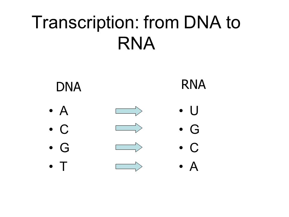 BIO513: Lecture 1. Central dogma “The central dogma of molecular biology  deals with the detailed residue-by-residue transfer of sequential  information. - ppt download