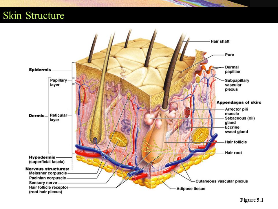structure of hypodermis