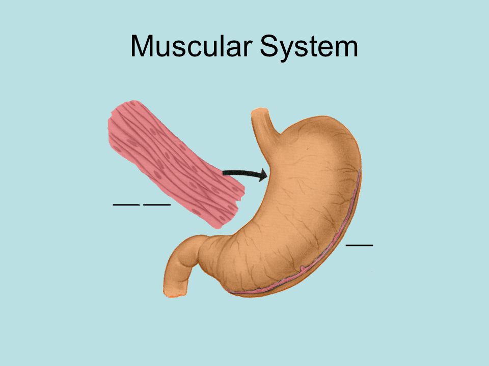 The Muscular System Some muscles are designed to move without you telling them to: –Any ideas what type and where they are located