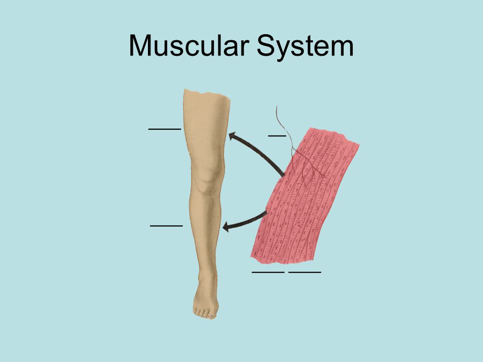 Muscular System Only one type of muscle can be voluntarily controlled.