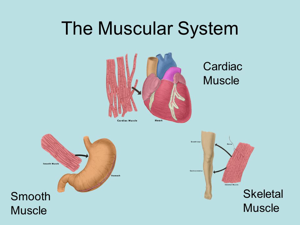 Each skeletal muscle has a partner that works against it in the opposite direction.
