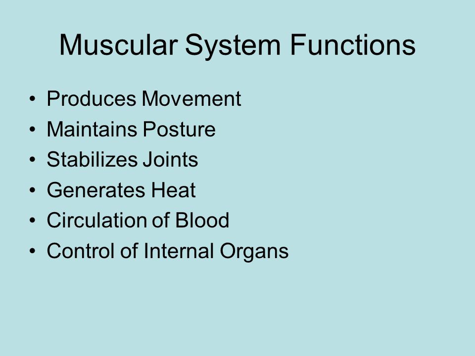 Introduction to the Muscle System 7 th Grade Health Mr. Pence NAMS