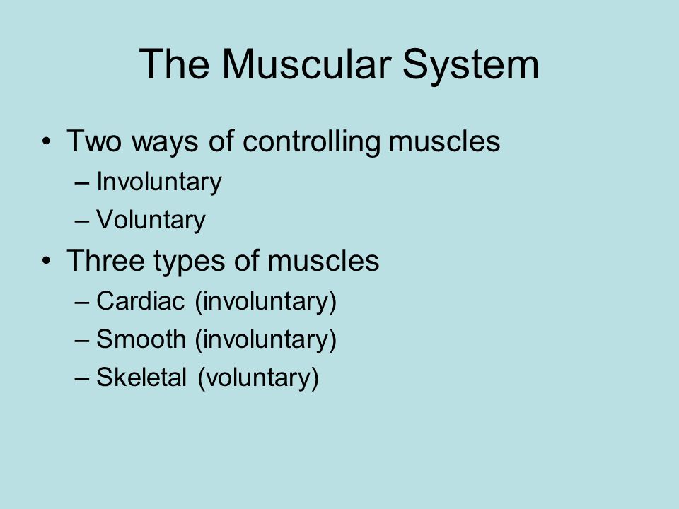 Muscular System Functions Produces Movement Maintains Posture Stabilizes Joints Generates Heat Circulation of Blood Control of Internal Organs