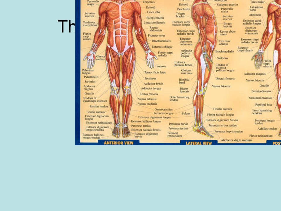 The Muscular System Muscles are made up of cells. The Muscular System includes about 600 muscles.