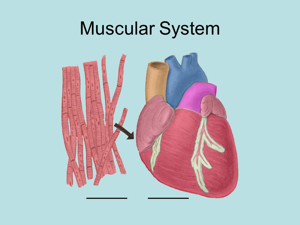 Muscular System One type of muscle works throughout your entire life and never gets tired.