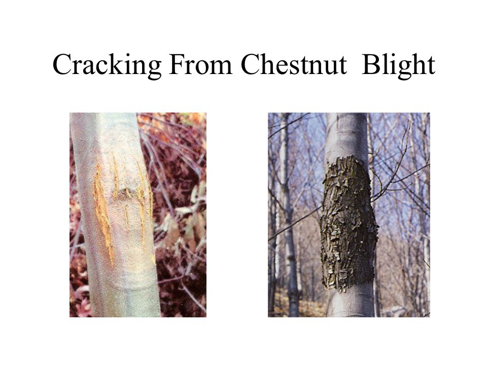Cracking From Chestnut Blight