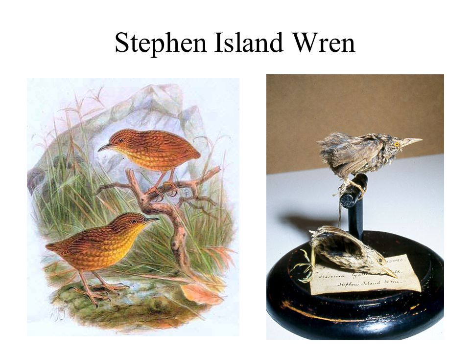 Stephen Island Wren