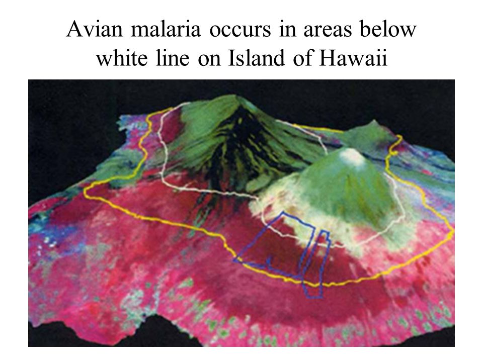 Avian malaria occurs in areas below white line on Island of Hawaii
