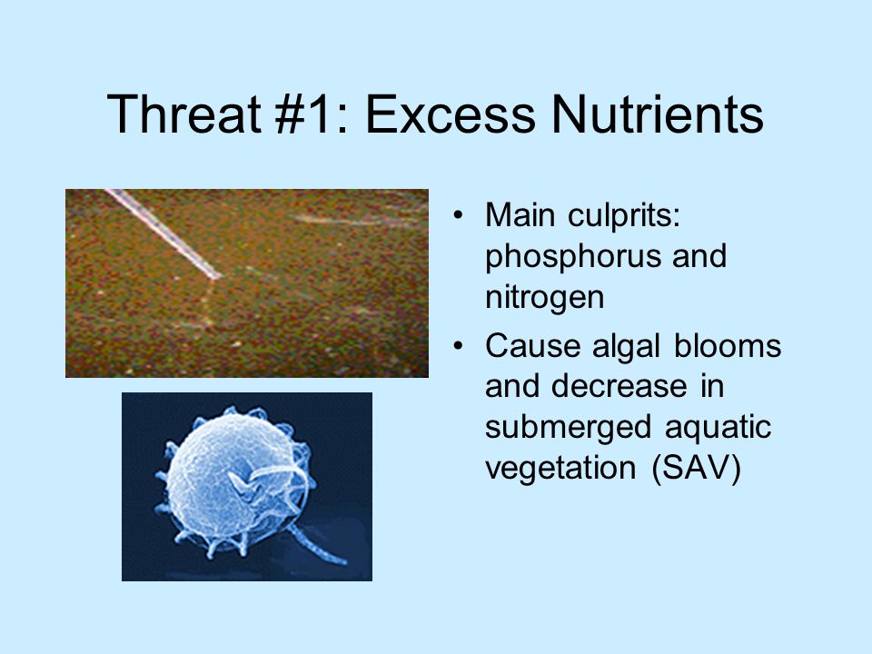 Threat #1: Excess Nutrients Main culprits: phosphorus and nitrogen Cause algal blooms and decrease in submerged aquatic vegetation (SAV)