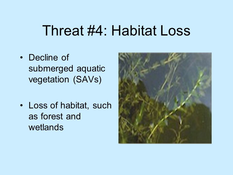 Threat #4: Habitat Loss Decline of submerged aquatic vegetation (SAVs) Loss of habitat, such as forest and wetlands