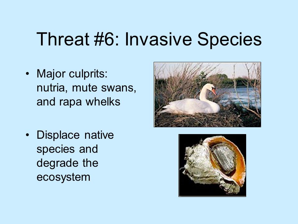 Threat #6: Invasive Species Major culprits: nutria, mute swans, and rapa whelks Displace native species and degrade the ecosystem