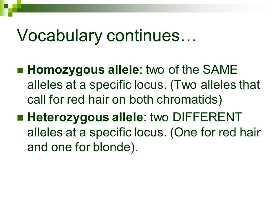 Vocabulary continues… Homozygous allele: two of the SAME alleles at a specific locus.