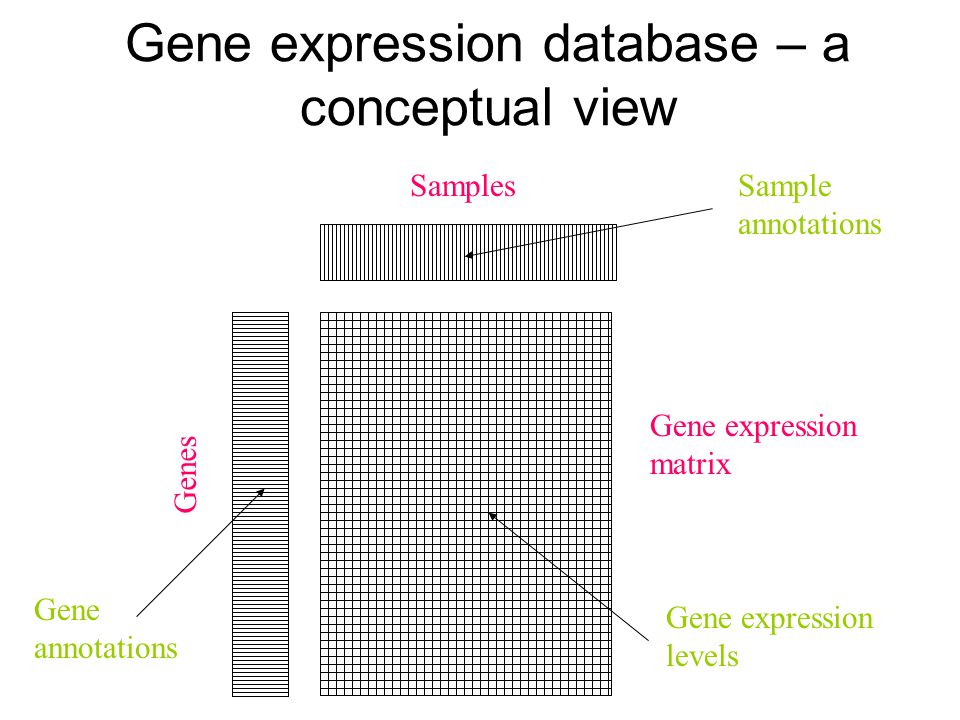 Gene expression database – a conceptual view Samples Genes Gene expression levels Sample annotations Gene annotations Gene expression matrix