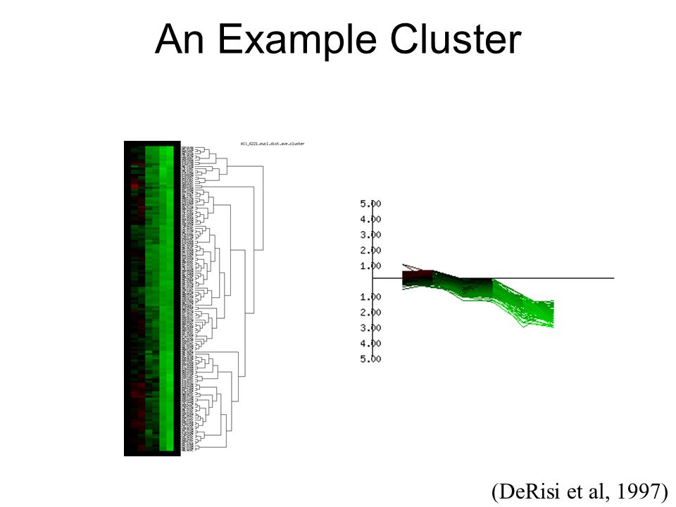 An Example Cluster (DeRisi et al, 1997)