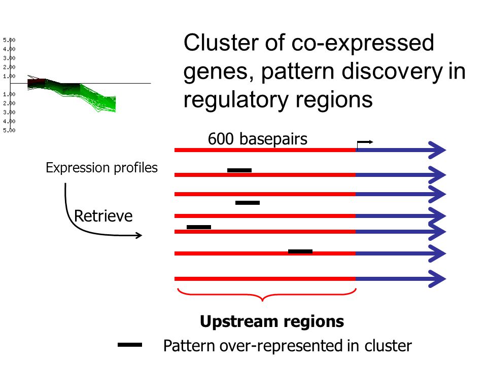 Cluster of co-expressed genes, pattern discovery in regulatory regions 600 basepairs Expression profiles Upstream regions Retrieve Pattern over-represented in cluster