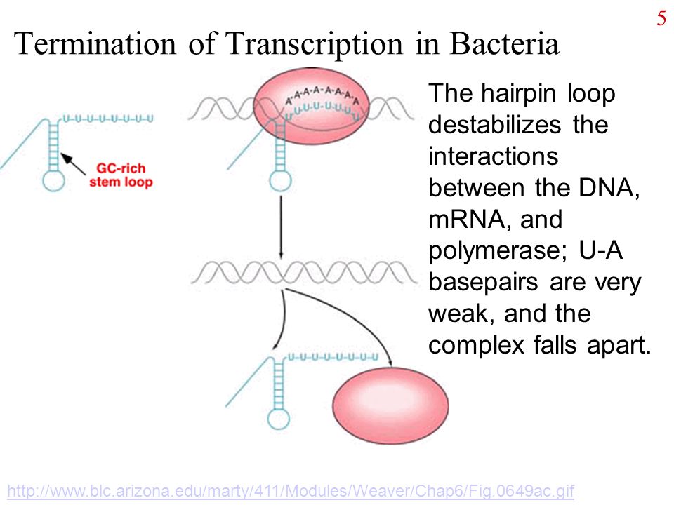 1 Central Dogma Review Of Transcription And Translation In