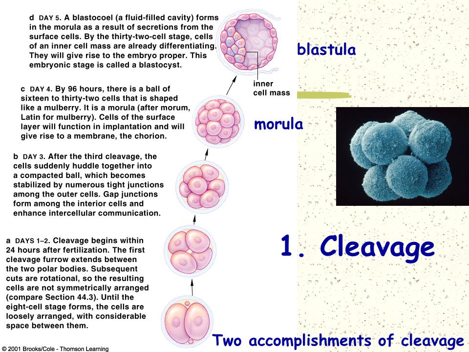 Early development and aging I. Embryonic development A. Cleavage 1. zygote  to morula to blastula 2. blastocyst 3. cleavage position and fate 4. the  beginning. - ppt download