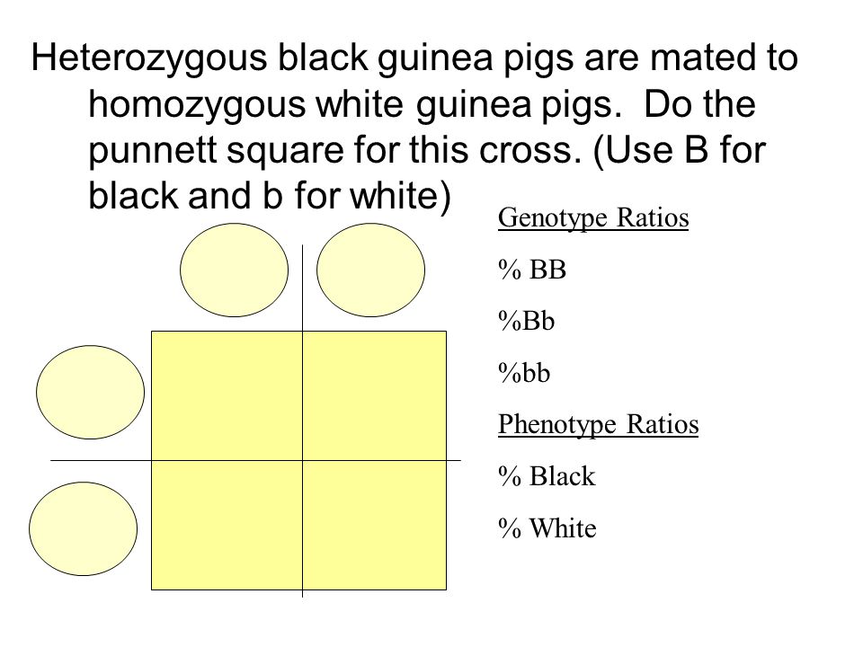Heterozygous black guinea pigs are mated to homozygous white guinea pigs.