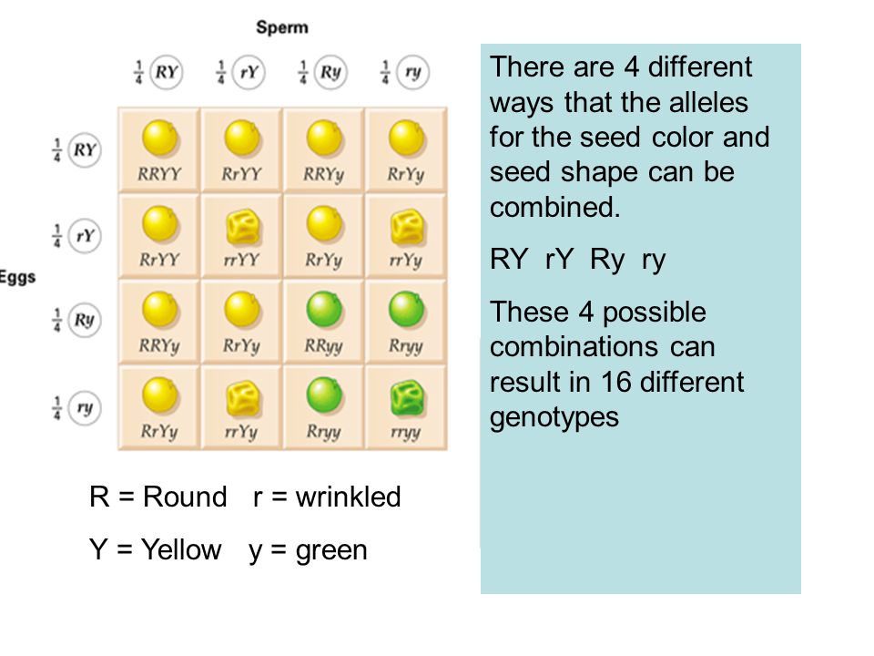 There are 4 different ways that the alleles for the seed color and seed shape can be combined.