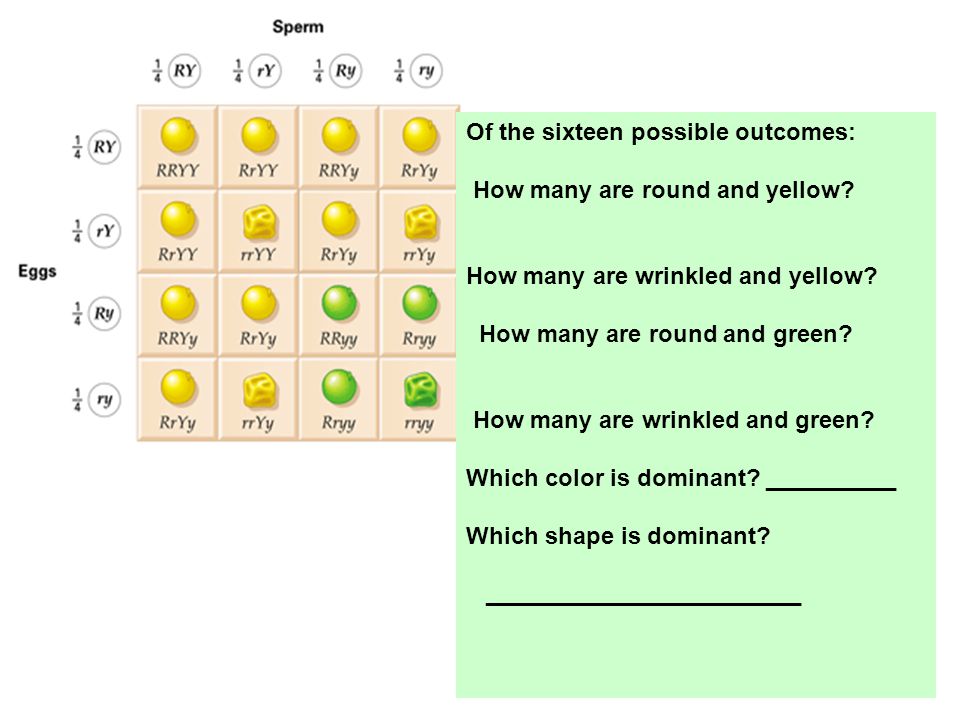 Of the sixteen possible outcomes: How many are round and yellow.