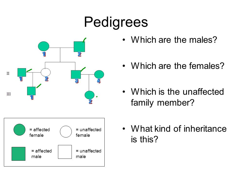 Pedigrees Which are the males. Which are the females.