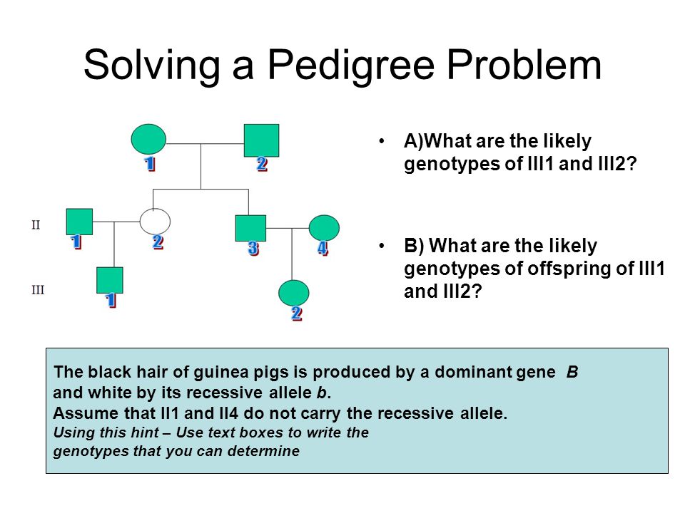 Solving a Pedigree Problem A)What are the likely genotypes of III1 and III2.