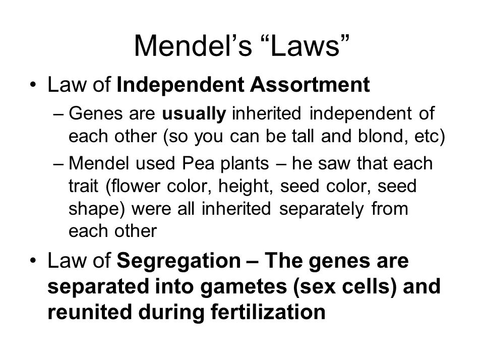 Mendel’s Laws Law of Independent Assortment –Genes are usually inherited independent of each other (so you can be tall and blond, etc) –Mendel used Pea plants – he saw that each trait (flower color, height, seed color, seed shape) were all inherited separately from each other Law of Segregation – The genes are separated into gametes (sex cells) and reunited during fertilization