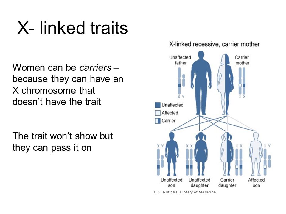 X- linked traits Women can be carriers – because they can have an X chromosome that doesn’t have the trait The trait won’t show but they can pass it on