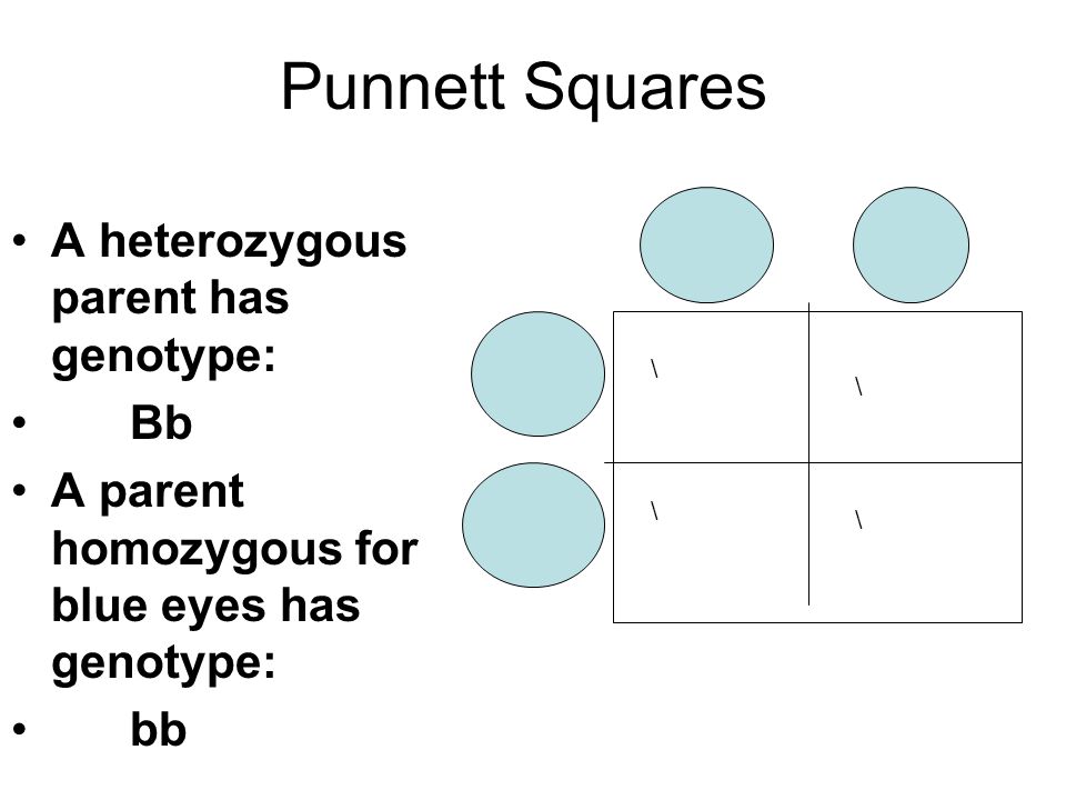Punnett Squares A heterozygous parent has genotype: Bb A parent homozygous for blue eyes has genotype: bb \ \ \ \