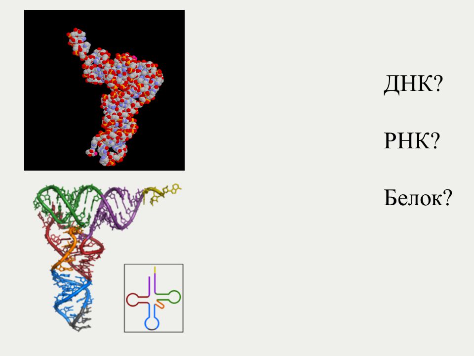 5 3 концы рнк и днк. Белок РНК. ДНК РНК белок. ДНК В РНК В белок тату. ДНК РНК белок рисунок.