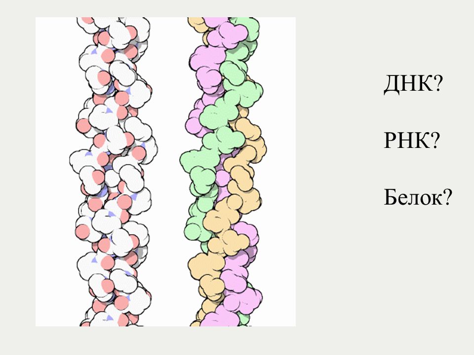 Белковая рнк. Белки ДНК И РНК. ДНК РНК белок схема. ДНК ИРНК белок. Из ДНК В белок.