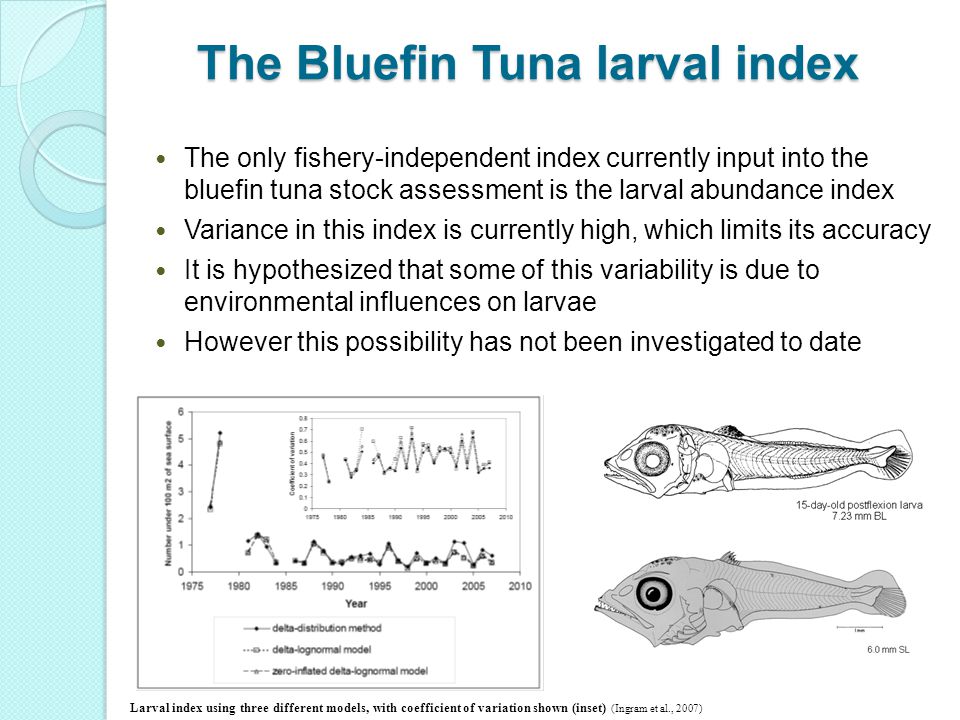 The Bluefin Tuna larval index The only fishery-independent index currently input into the bluefin tuna stock assessment is the larval abundance index Variance in this index is currently high, which limits its accuracy It is hypothesized that some of this variability is due to environmental influences on larvae However this possibility has not been investigated to date Larval index using three different models, with coefficient of variation shown (inset) (Ingram et al., 2007)