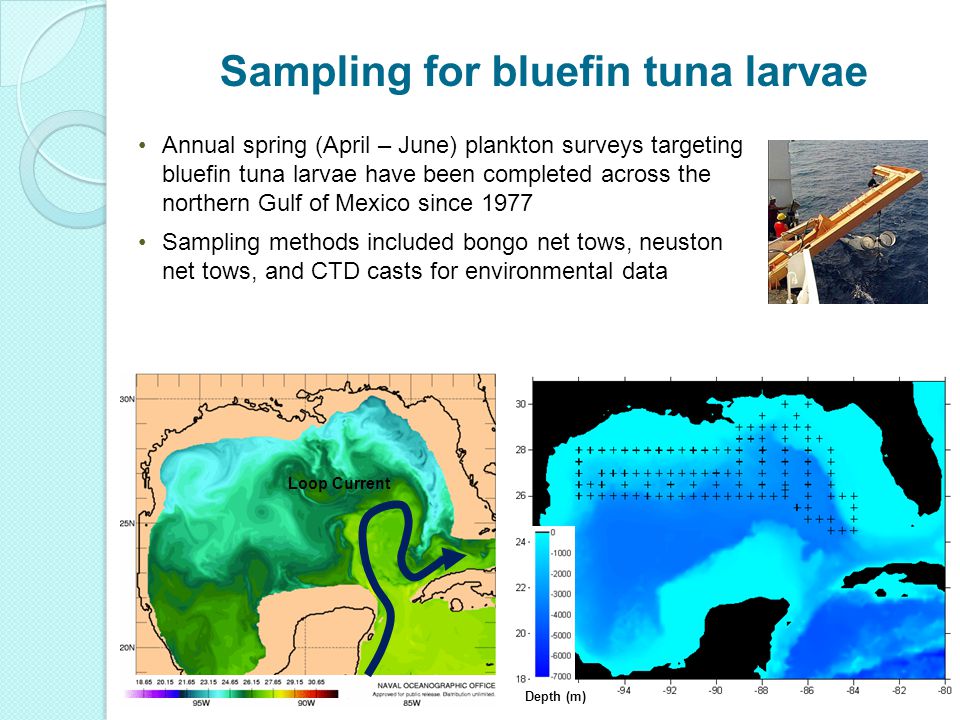 Annual spring (April – June) plankton surveys targeting bluefin tuna larvae have been completed across the northern Gulf of Mexico since 1977 Sampling methods included bongo net tows, neuston net tows, and CTD casts for environmental data Loop Current Depth (m)