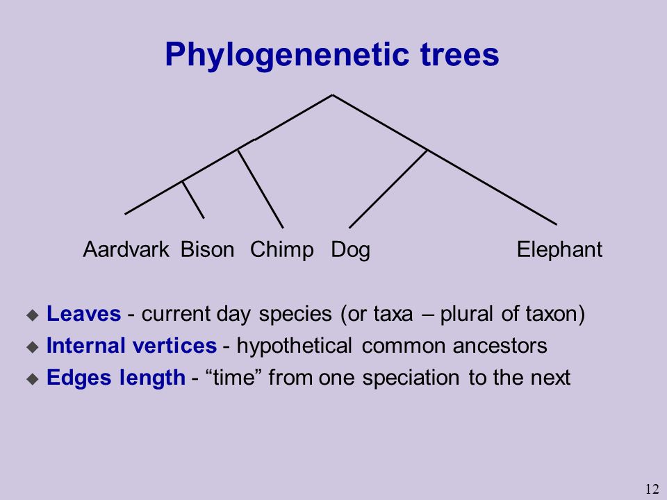 12 Phylogenenetic trees u Leaves - current day species (or taxa – plural of taxon) u Internal vertices - hypothetical common ancestors u Edges length - time from one speciation to the next AardvarkBisonChimpDogElephant