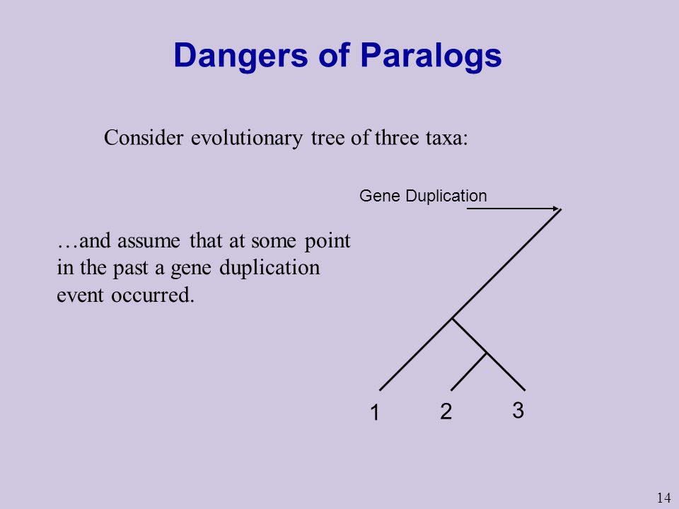 14 Dangers of Paralogs Consider evolutionary tree of three taxa: …and assume that at some point in the past a gene duplication event occurred.