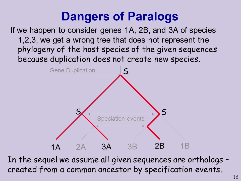 16 Dangers of Paralogs Speciation events Gene Duplication 1A 2A 3A3B 2B1B If we happen to consider genes 1A, 2B, and 3A of species 1,2,3, we get a wrong tree that does not represent the phylogeny of the host species of the given sequences because duplication does not create new species.