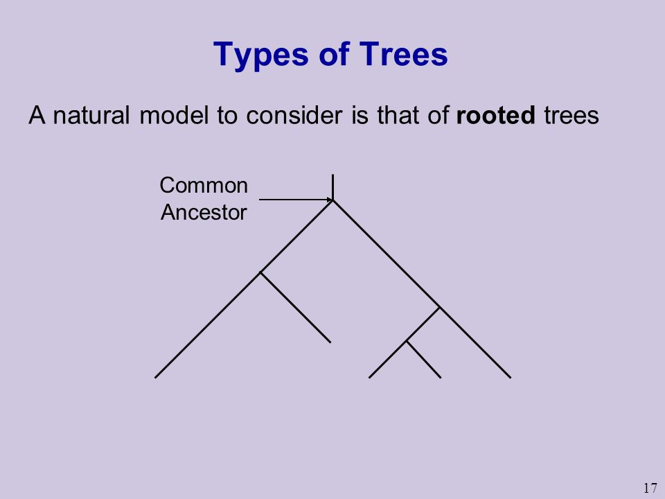 17 Types of Trees A natural model to consider is that of rooted trees Common Ancestor