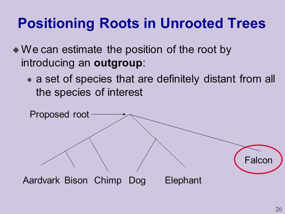 20 Positioning Roots in Unrooted Trees u We can estimate the position of the root by introducing an outgroup: l a set of species that are definitely distant from all the species of interest AardvarkBisonChimpDogElephant Falcon Proposed root