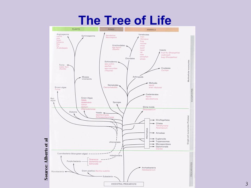 3 The Tree of Life Source: Alberts et al