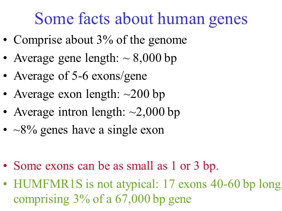 Some facts about human genes Comprise about 3% of the genome Average gene length: ~ 8,000 bp Average of 5-6 exons/gene Average exon length: ~200 bp Average intron length: ~2,000 bp ~8% genes have a single exon Some exons can be as small as 1 or 3 bp.