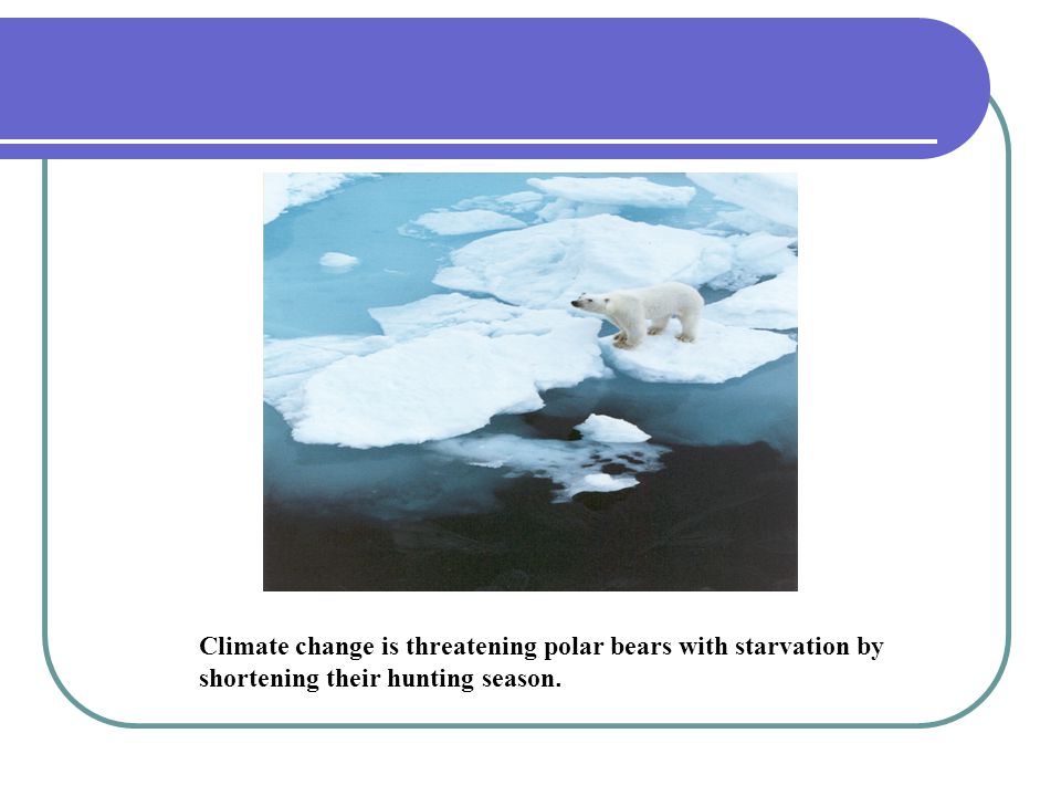 Climate change is threatening polar bears with starvation by shortening their hunting season.