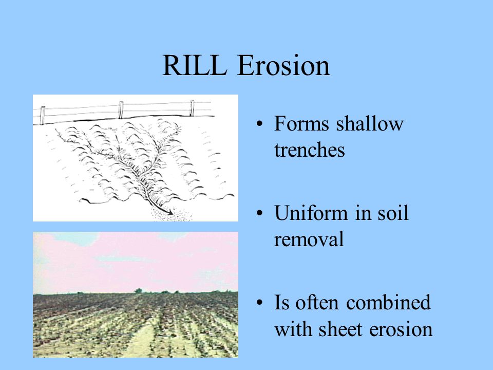 RILL Erosion Forms shallow trenches Uniform in soil removal Is often combined with sheet erosion