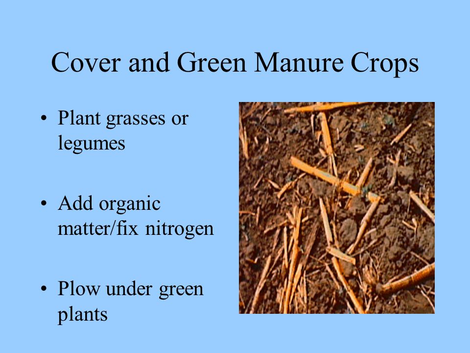 Cover and Green Manure Crops Plant grasses or legumes Add organic matter/fix nitrogen Plow under green plants