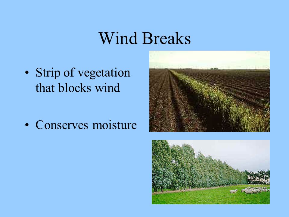 Wind Breaks Strip of vegetation that blocks wind Conserves moisture