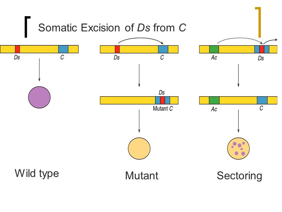 Транспозон tn5. Imprinted Genes (IGS) and transposable elements (tes). P elements