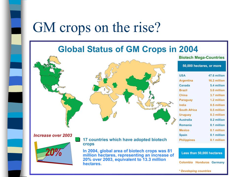 GM crops on the rise