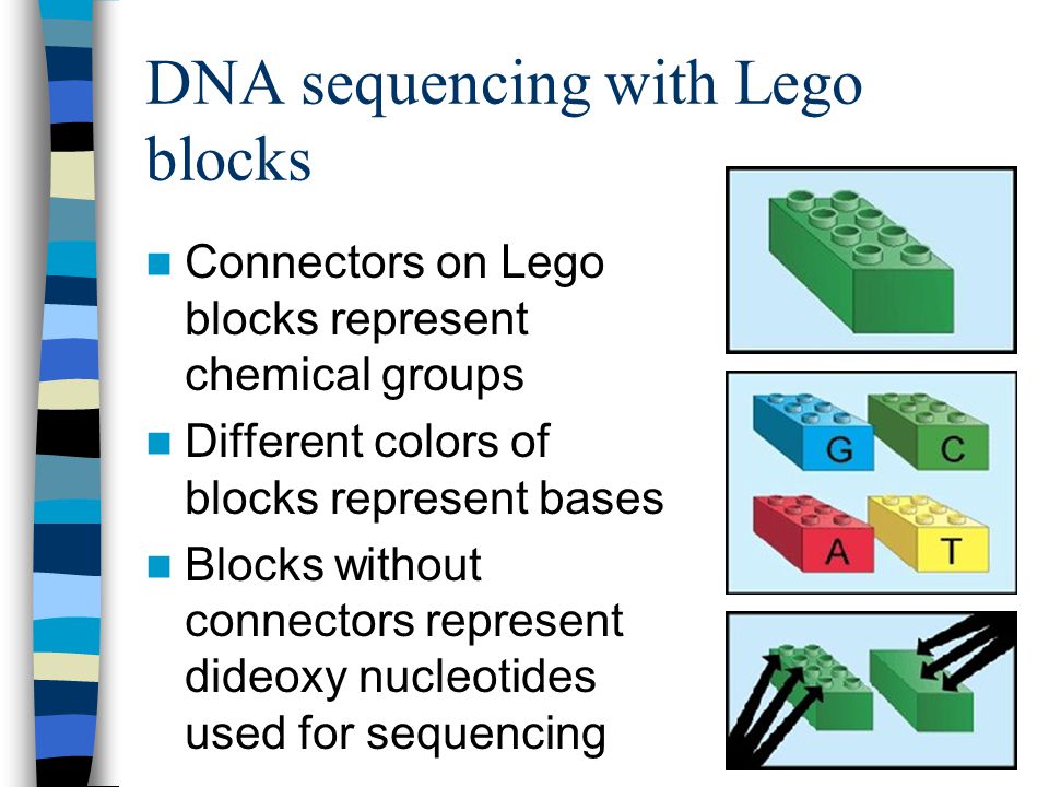 DNA sequencing with Lego blocks Connectors on Lego blocks represent chemical groups Different colors of blocks represent bases Blocks without connectors represent dideoxy nucleotides used for sequencing