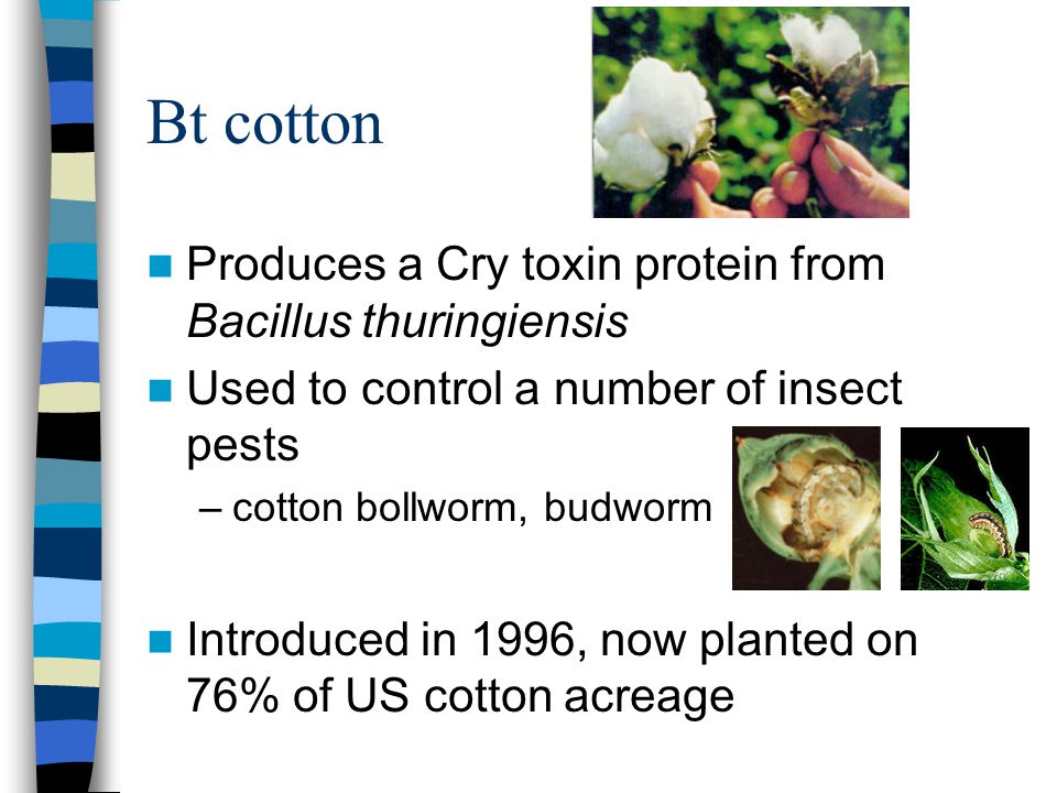 Bt cotton Produces a Cry toxin protein from Bacillus thuringiensis Used to control a number of insect pests –cotton bollworm, budworm Introduced in 1996, now planted on 76% of US cotton acreage